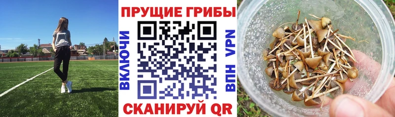Галлюциногенные грибы Psilocybe  shop как зайти  Смоленск 